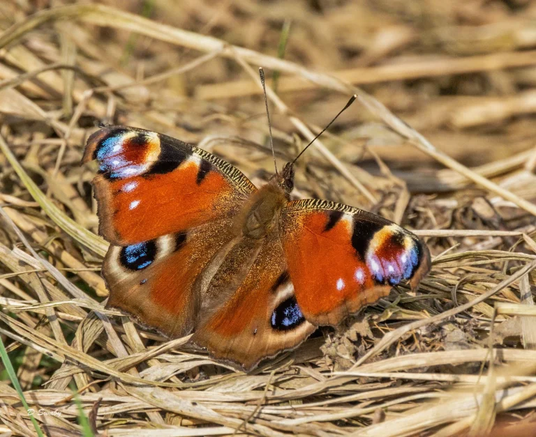 Insects