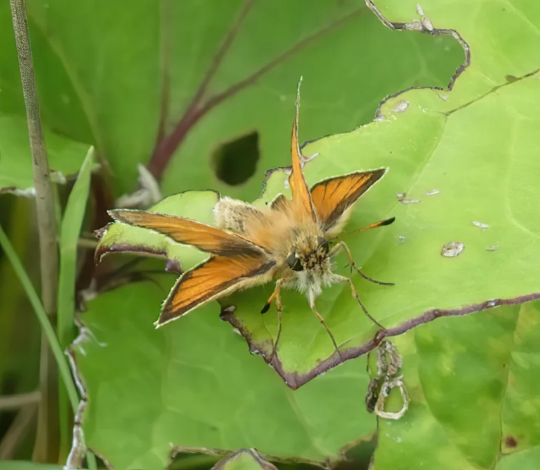 Insects