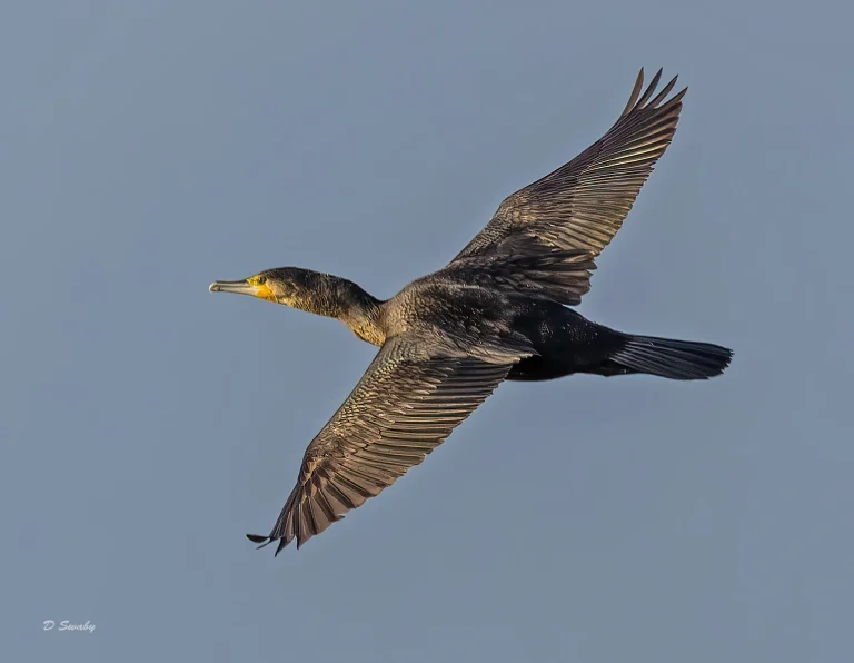Bird Gallery 2022