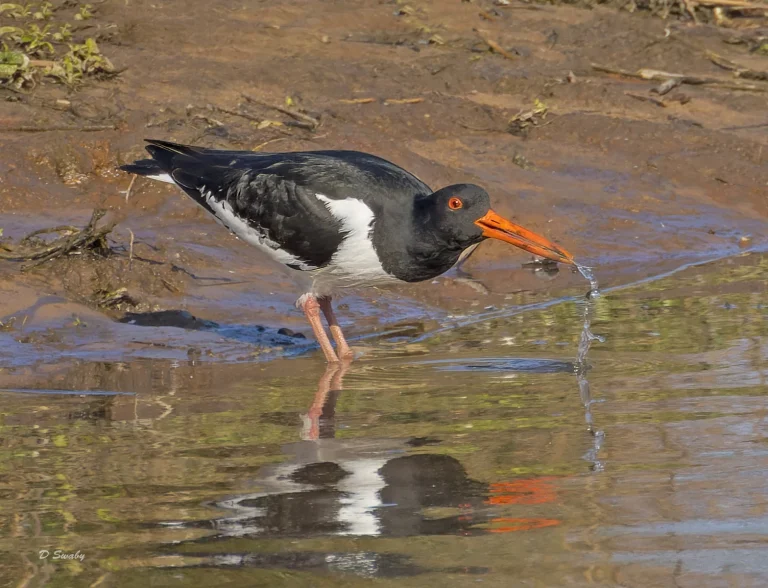 Bird Gallery 2022