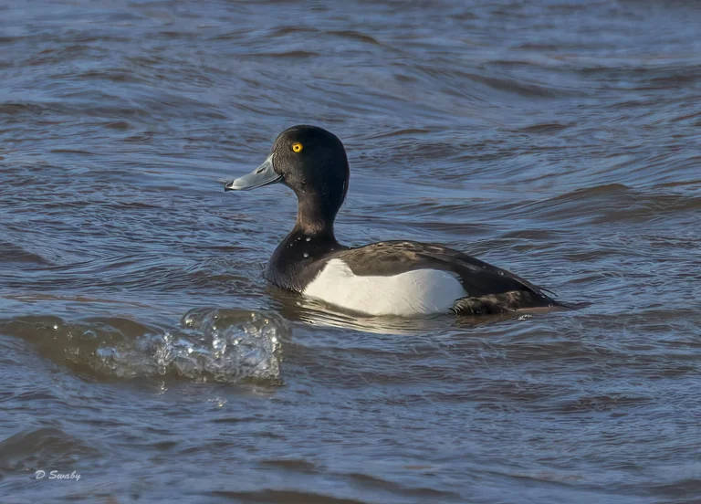 Bird Gallery 2022
