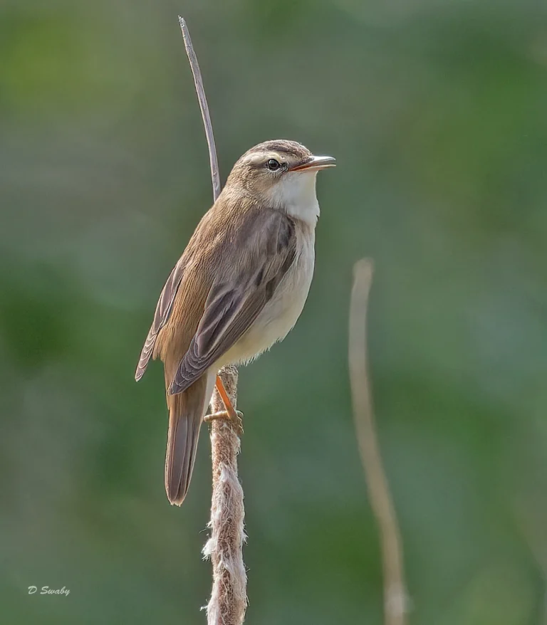 Bird Gallery 2022