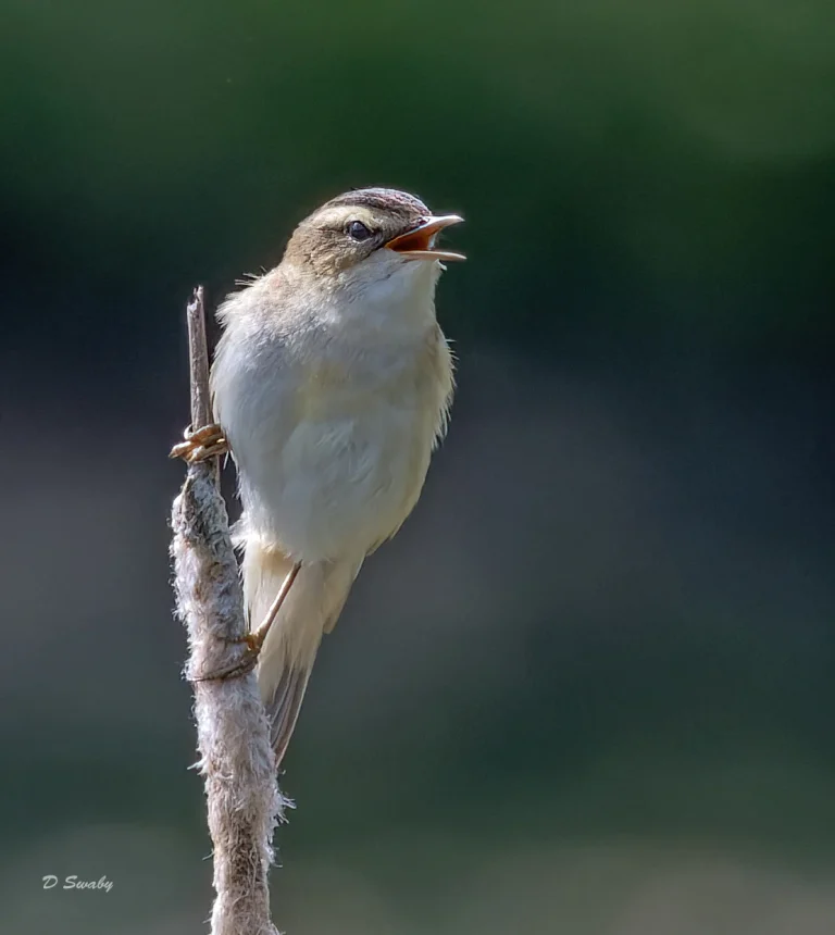 Bird Gallery 2022