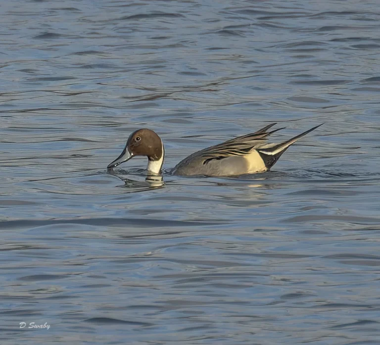 Bird Gallery 2022