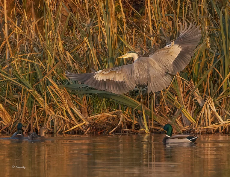 Bird Gallery 2021