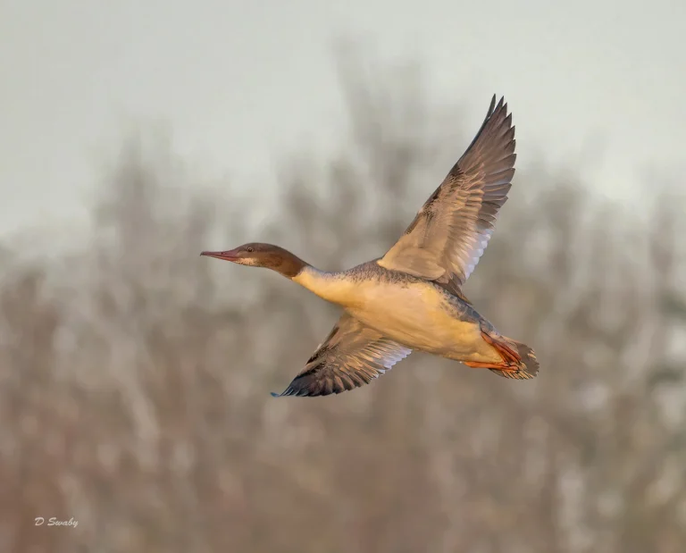 Bird Gallery 2021