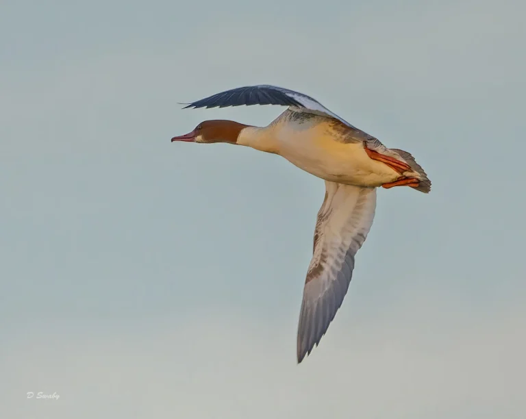 Bird Gallery 2021