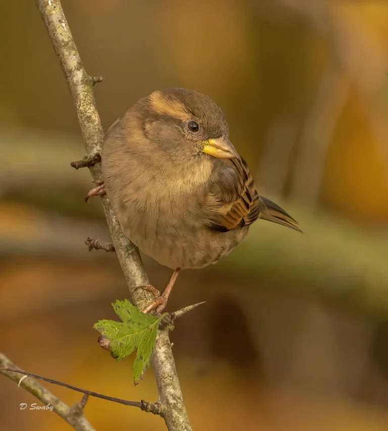 Bird Gallery 2021