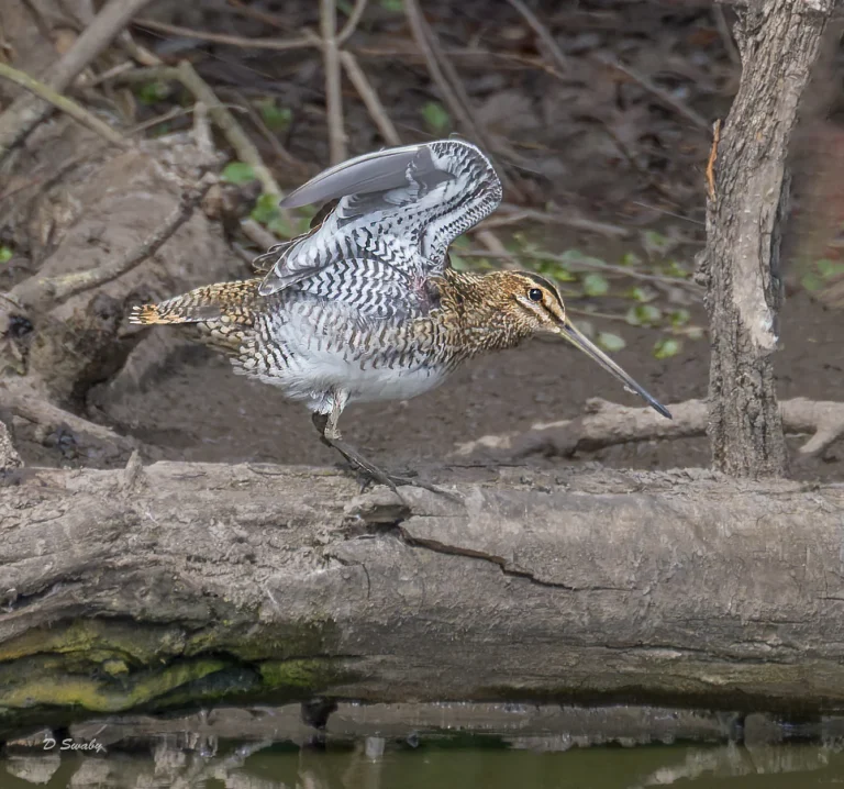 Bird Gallery 2022