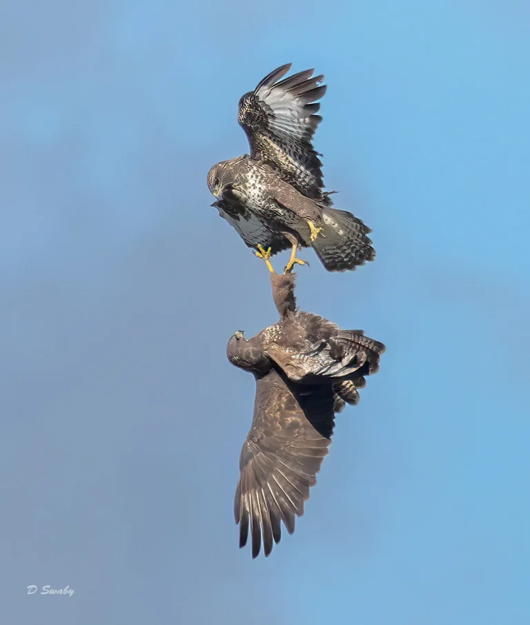 Bird Gallery 2022