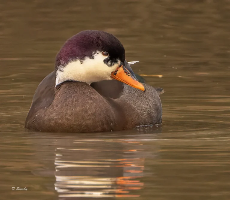 Bird Gallery 2021