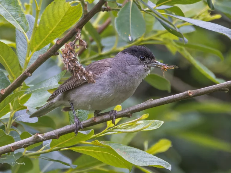 Bird Gallery 2022