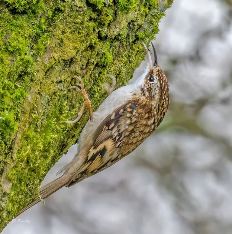Bird Gallery 2022