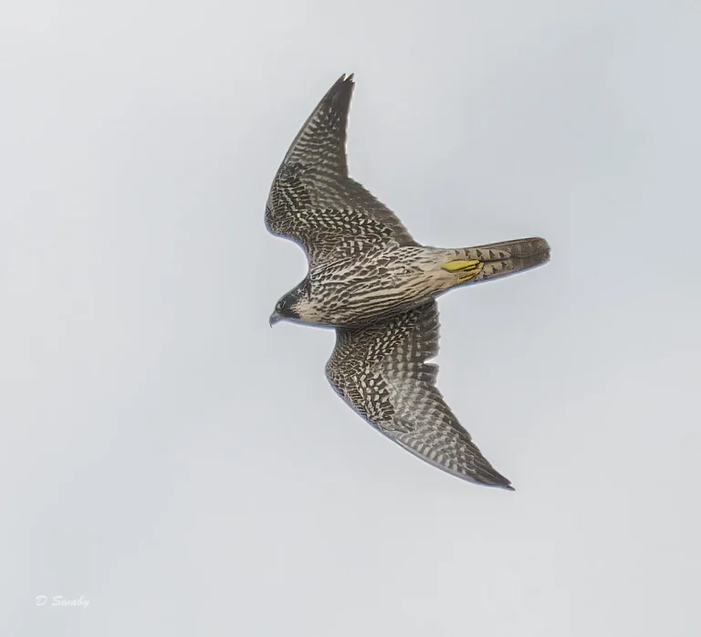 Bird Gallery 2022