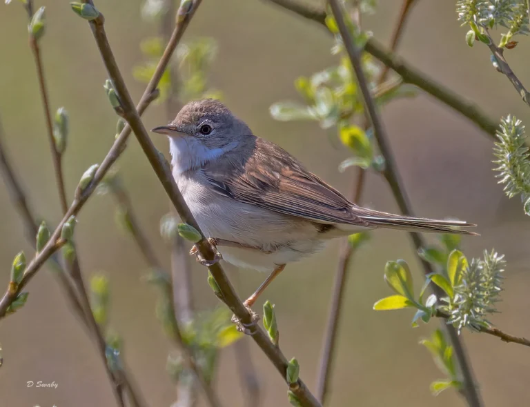 Bird Gallery 2022