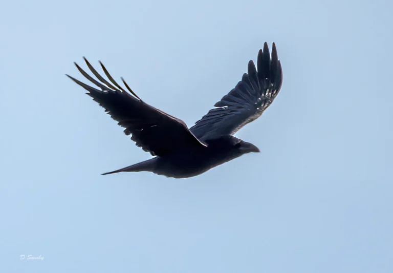 Bird Gallery 2021