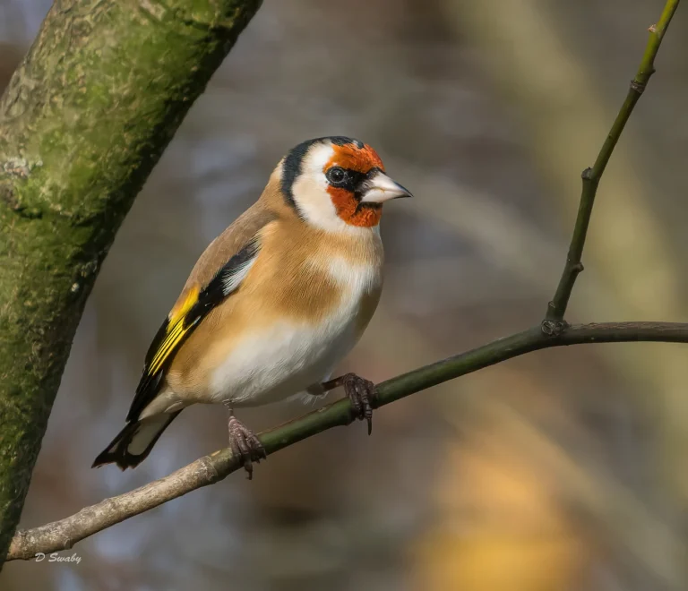 Bird Gallery 2021