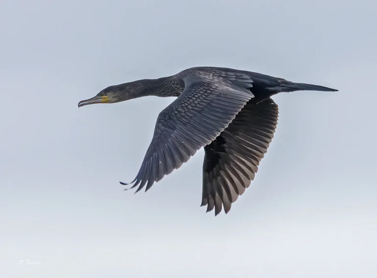 Bird Gallery 2021