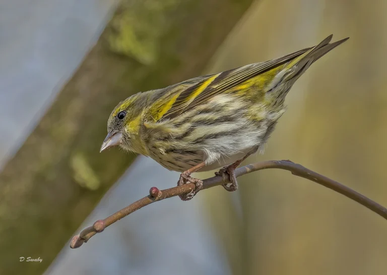Bird Gallery 2022