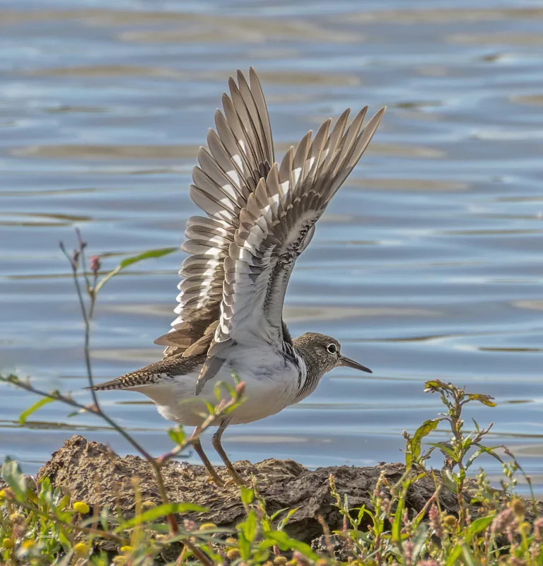Bird Gallery 2022