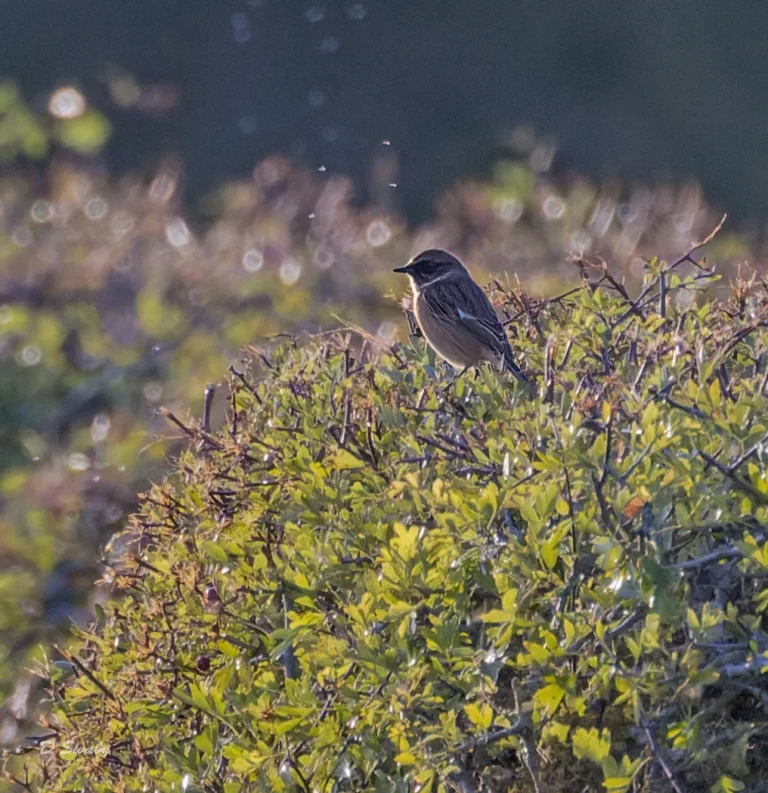 Bird Gallery 2022