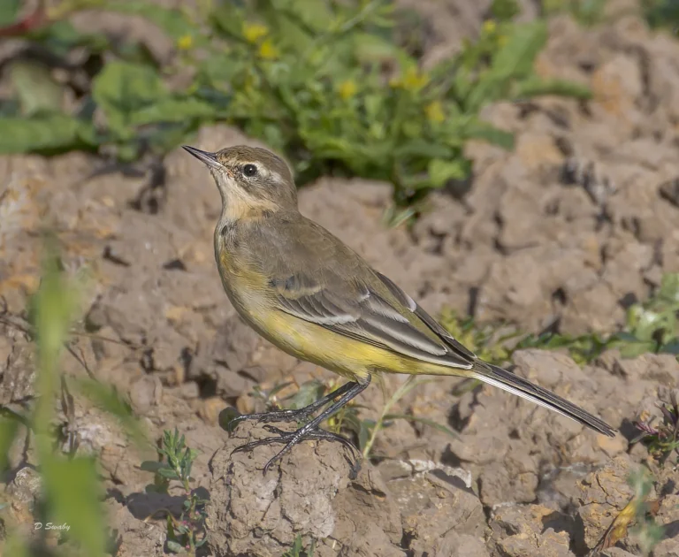 Bird Gallery 2022