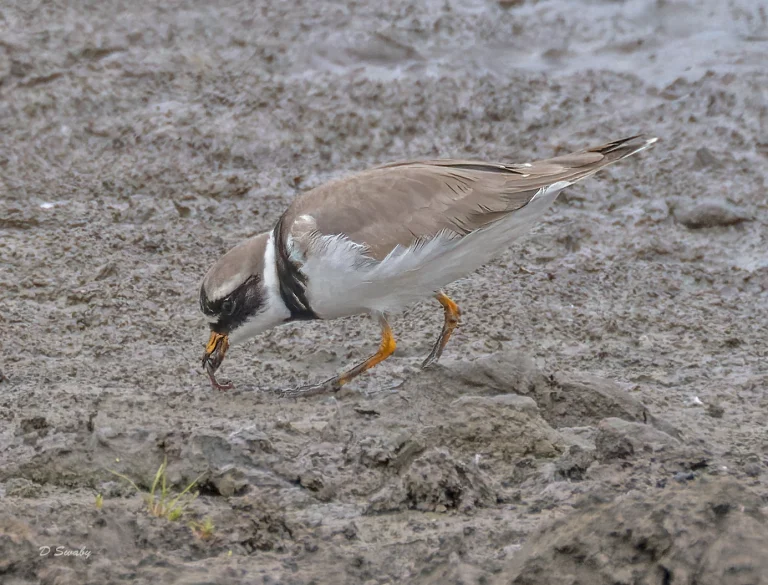 Bird Gallery 2022