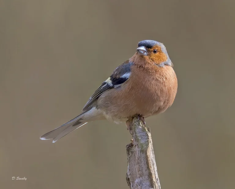 Bird Gallery 2022