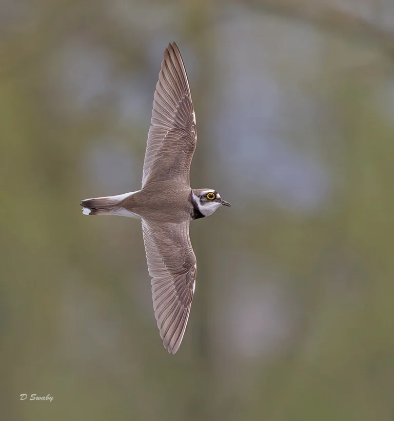 Bird Gallery 2022