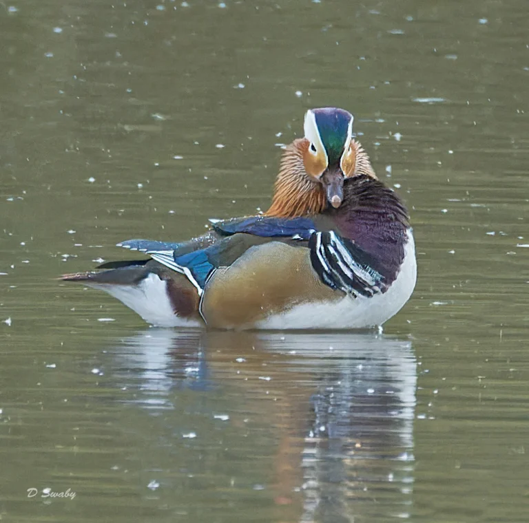 Bird Gallery 2022