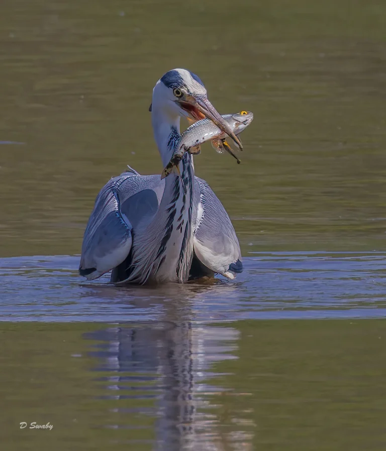 Bird Gallery 2022