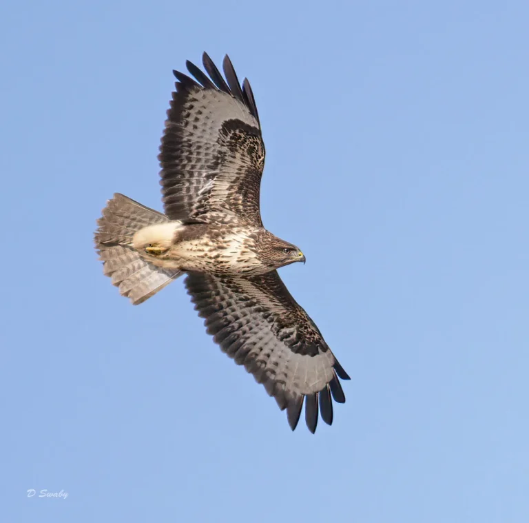 Bird Gallery 2021