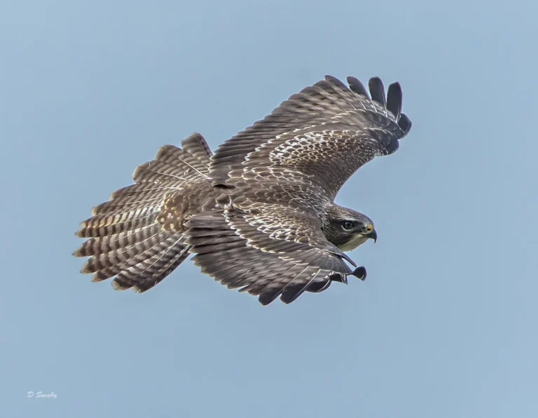 032A1925 Common Buzzard