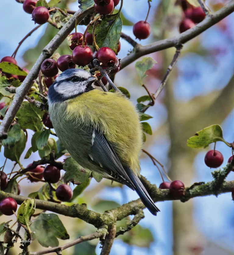 Bird Gallery 2021