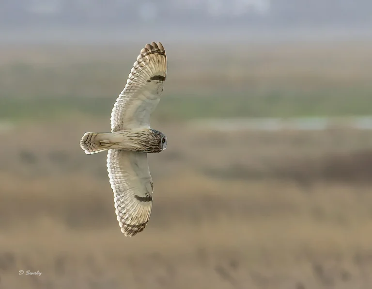 Bird Gallery 2022