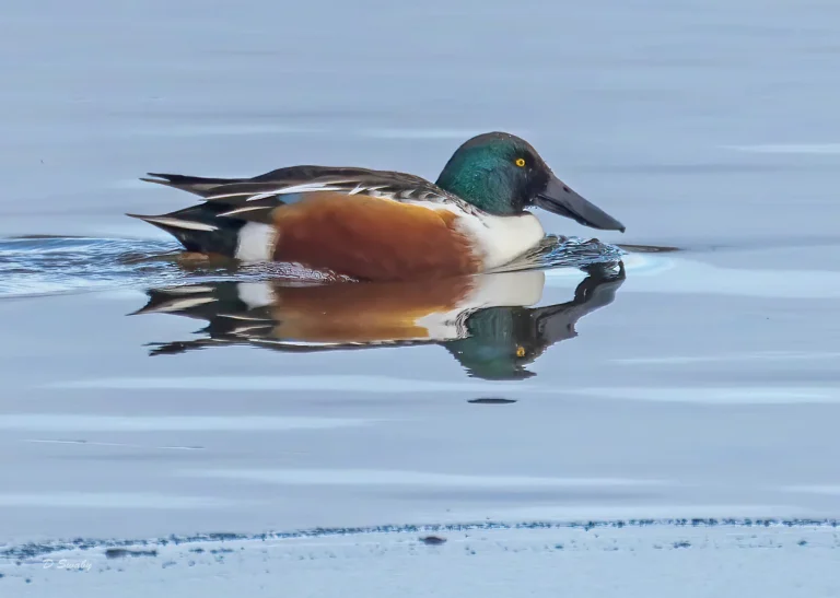 Bird Gallery 2021