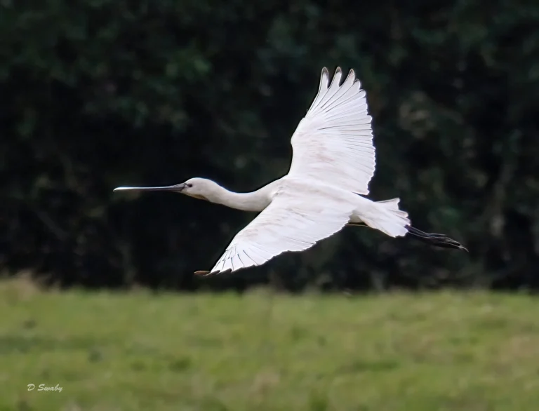 Bird Gallery 2021