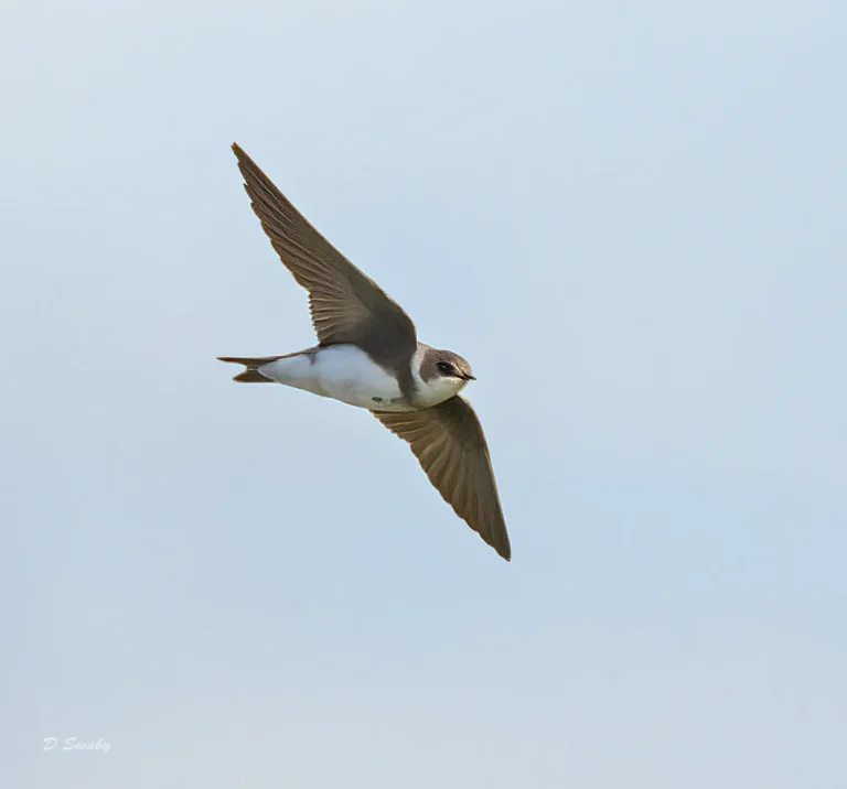Bird Gallery 2022