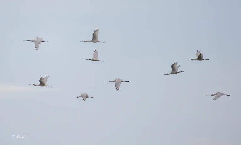 Bird Gallery 2021