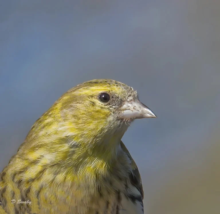 Bird Gallery 2022