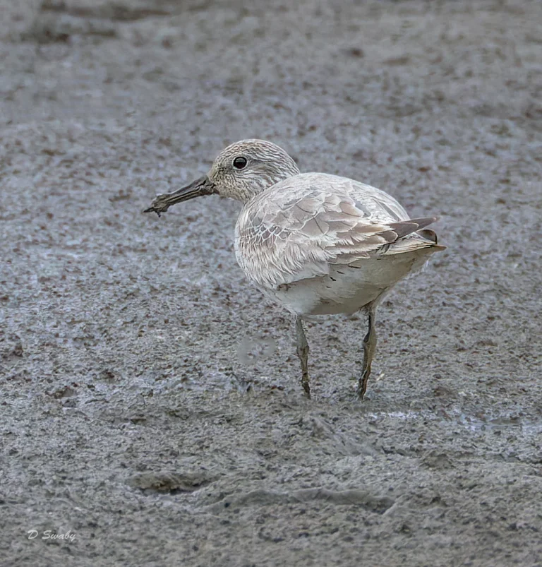 Bird Gallery 2022