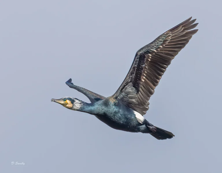 Bird Gallery 2022