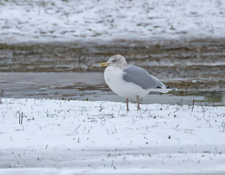Bird Gallery 2021