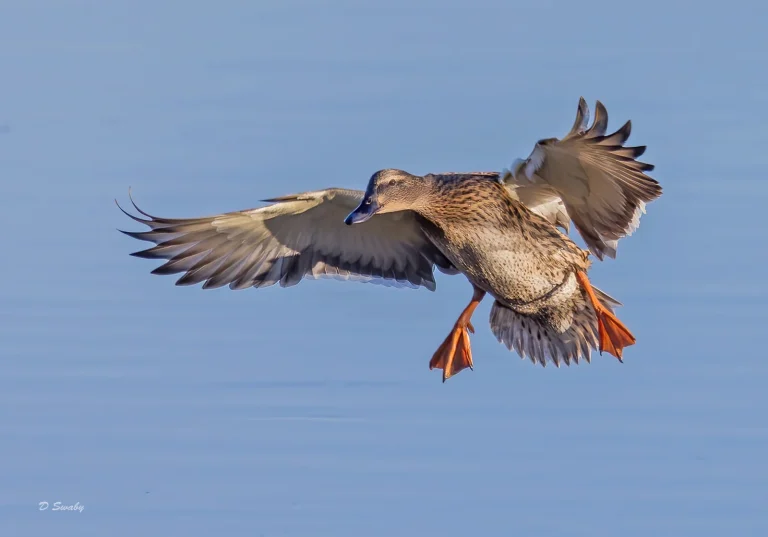 Bird Gallery 2021