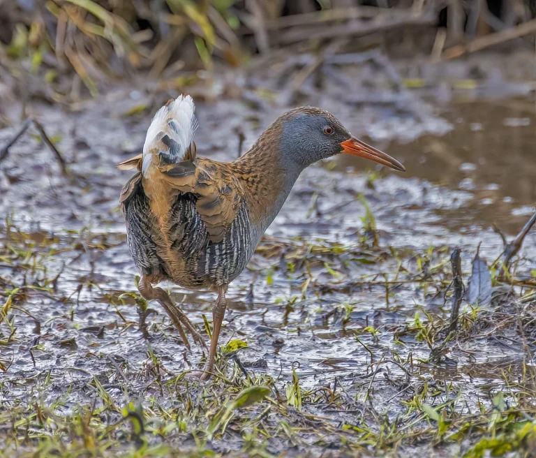 Bird Gallery 2022