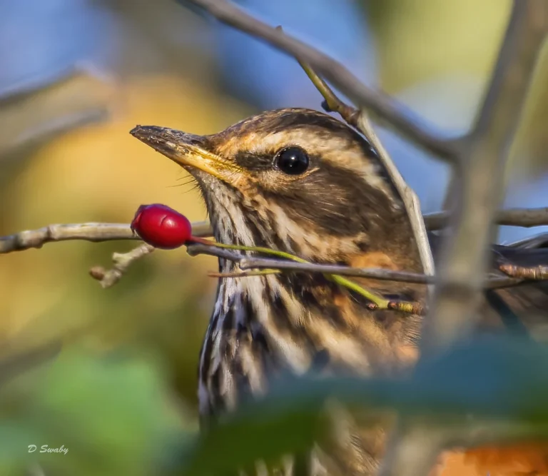 Bird Gallery 2021