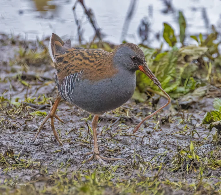 Bird Gallery 2022