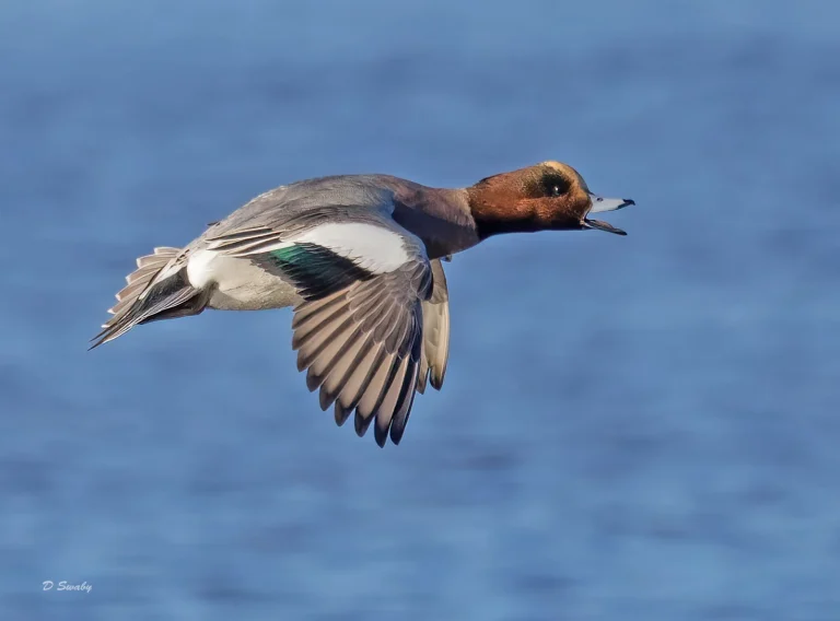 Bird Gallery 2021