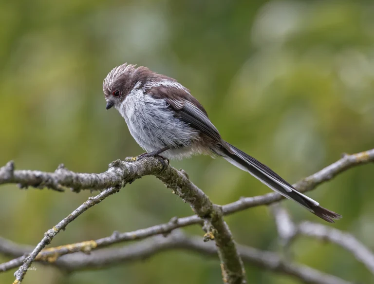 032A3151 Long Tailed Tit