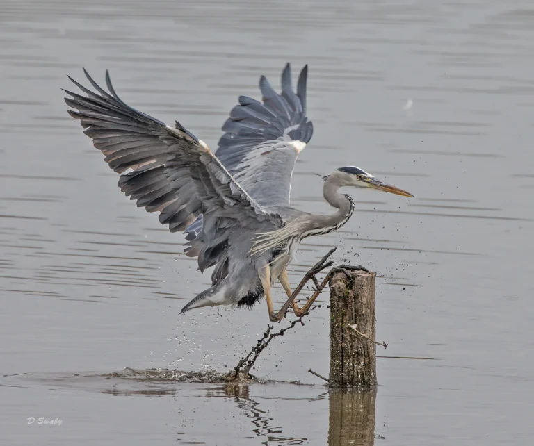 Bird Gallery 2021